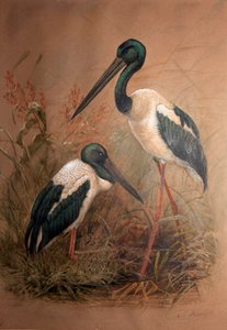 اللقلق ذو العنق الأسود (Xenorhynchus australis) ، 1856-1887